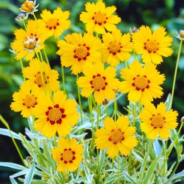 Coreopsis lanceolata Sterntaler