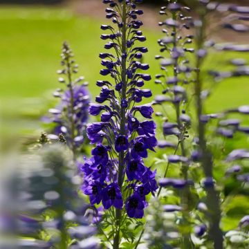 Delphinium (P) Black Knight