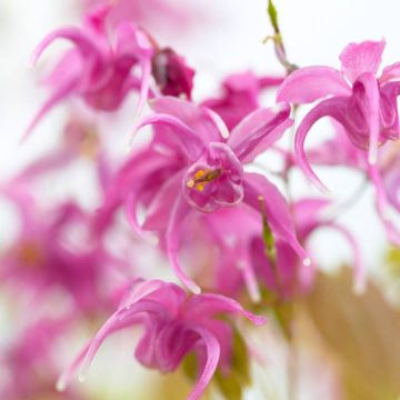 Epimedium gr. Rose Queen