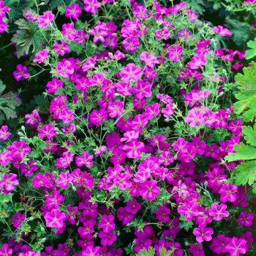 Geranium rivers Russell Prichard