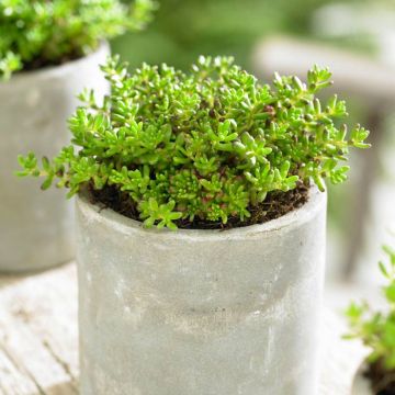 Sedum album Coral Carpet 1