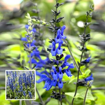 salvia black&blue