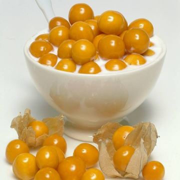 Physalis peruviana