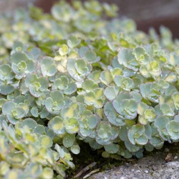Sedum sieboldii