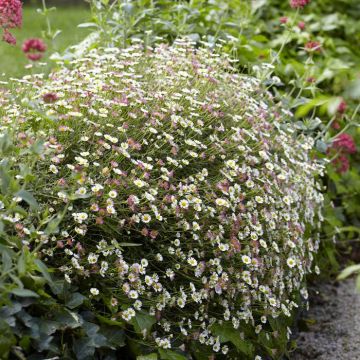 Erigeron karvinskianus