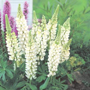 Lupinus gallery White