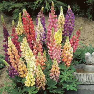 Lupinus polyphyllus hybrid
