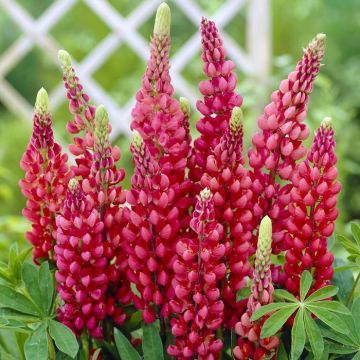 Lupinus Gallery Red