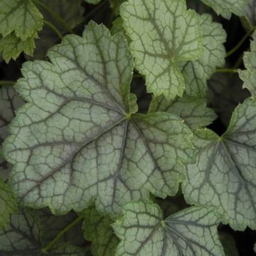 Heuchera americana RoF(Marv.Mrble)