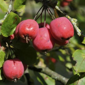 Malus Neville Copeman