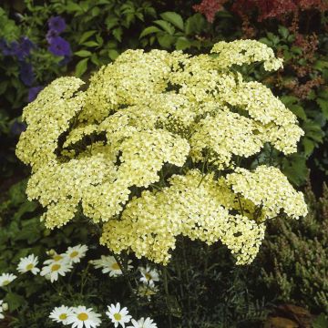 Achillea millefolium Marie Ann