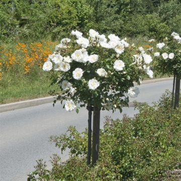 Rosa Schneeflocke Â®(White 19 cm pot)