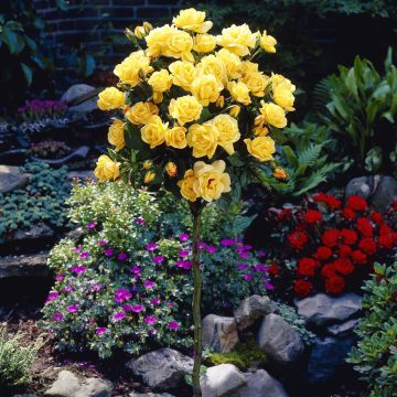 Rosa yellow (19 cm pot)