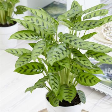 Calathea Leopardina