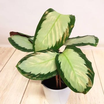 Calathea Tanja