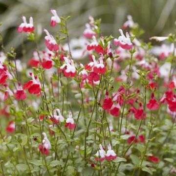 Salvia microphylla Hot Lips