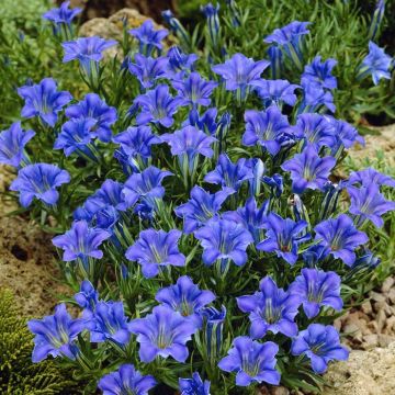 Gentiana sino-ornata