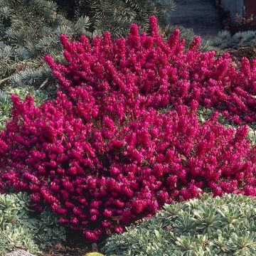 Erica carnea Myretoun Ruby (Red)