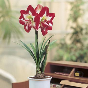 Hippeastrum Double Striped