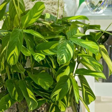 Ctenanthe Lubbersiana