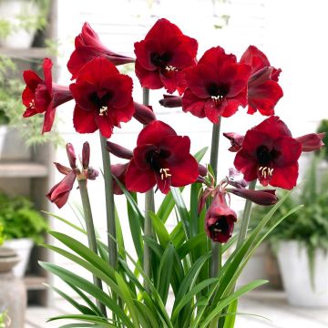 Amaryllis Rood V2
