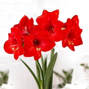 Amaryllis Floris hekker v2