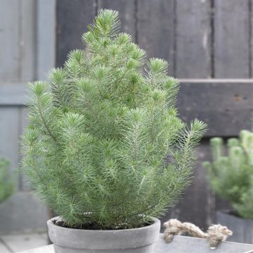 Pinus pinea Silver Crest