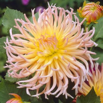 Dahlia Apricot Star