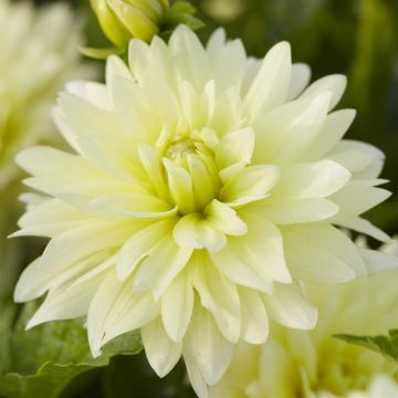 Dahlia Berliner Lemon