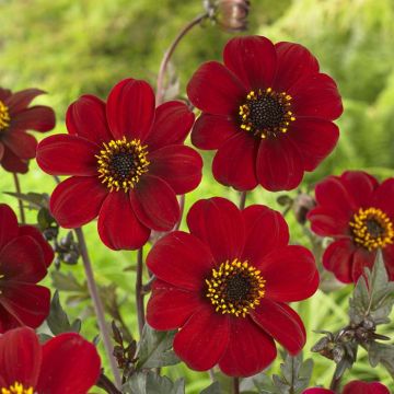 Dahlia Bishop of Auckland