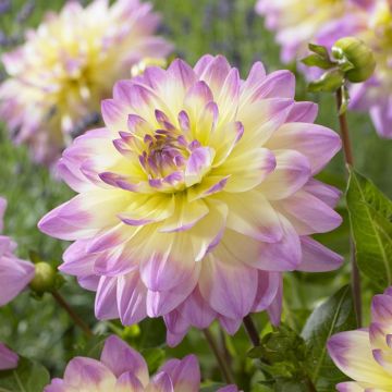 Dahlia Sagitta