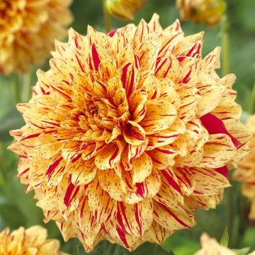 Dahlia Gloriosa