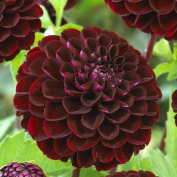 Dahlia Dark Spirit