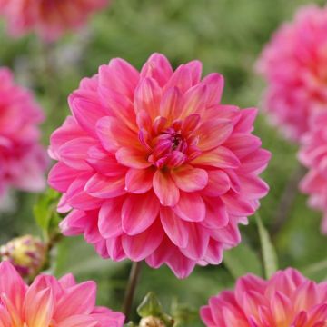 Dahlia Great Silence