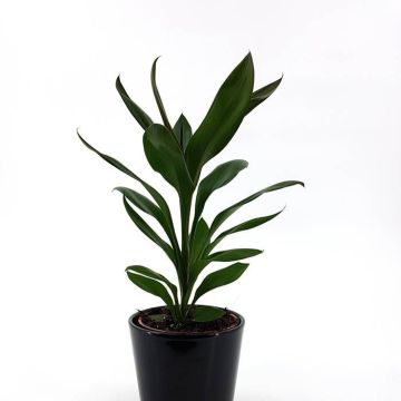 Cordyline fr Glauca