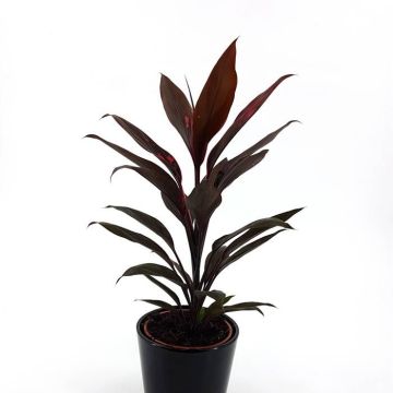 Cordyline fr Mamb0