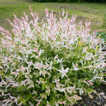 Salix integra Hakuro-nishiki