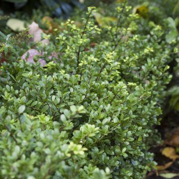 Ilex crenata Dark Green