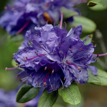Rhododendron russatum