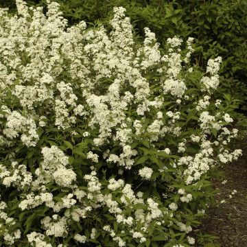 Deutzia x lemoinei