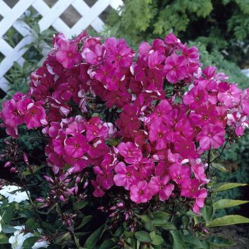 Phlox paniculata Tenor