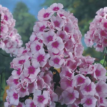 Phlox paniculata Bright Eyes