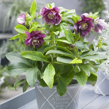 Helleborus orientalis Double EllenÂ® Red