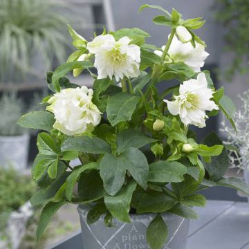 Helleborus orientalis Double EllenÂ® White