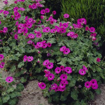 Geranium Ann Folkard