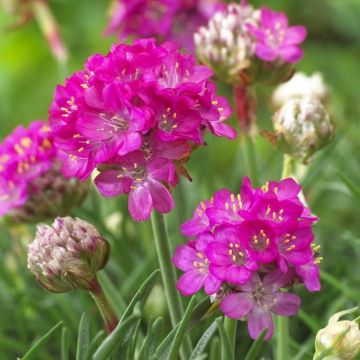 Armeria maritima Armada Rose