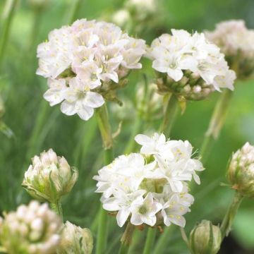 Armeria maritima Armeda White
