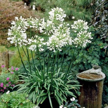 Agapanthus africanus Albus