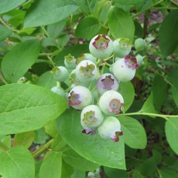 Vaccinium Liberty