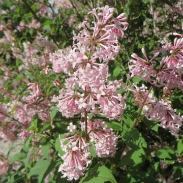 Syringa josikaea